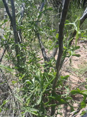 Ibervillea macdougalii