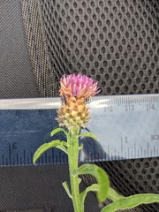 Centaurea debeauxii