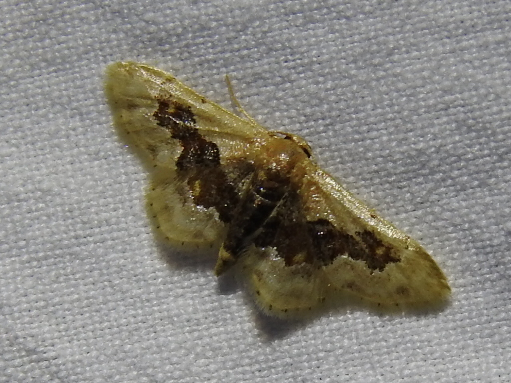 Idaea gemmata