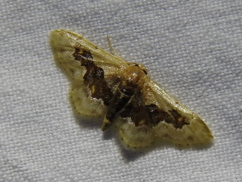 Idaea gemmata