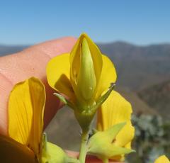 Rafnia elliptica