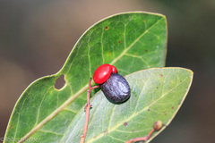 Apodytes abbottii