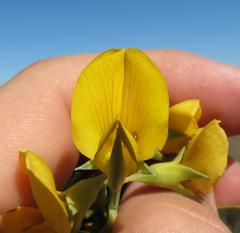 Rafnia elliptica