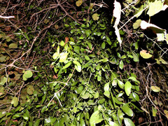 Ileostylus micranthus