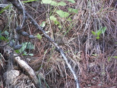 Campylorhynchus gularis