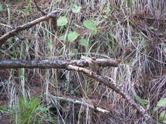 Campylorhynchus gularis