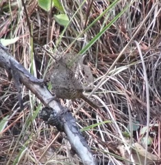 Campylorhynchus gularis