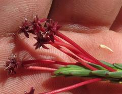 Struthiola eckloniana