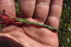 Struthiola eckloniana