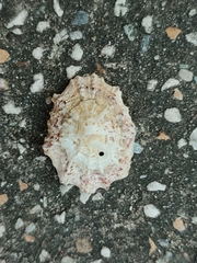 Patelloida saccharina