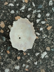 Patelloida saccharina