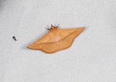Striglina