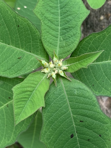 Euphorbia heterophylla image