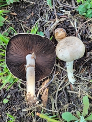 Agaricus incultorum