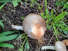 Agaricus incultorum