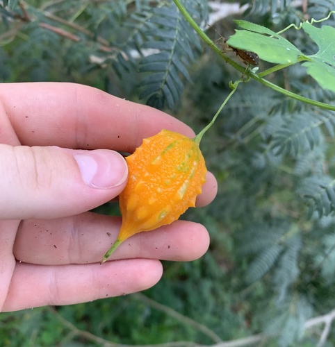 Momordica charantia
