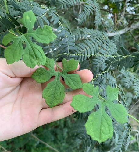Momordica charantia