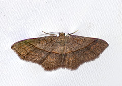 Hydrelia sericea