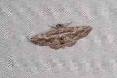 Pachyplocia griseata