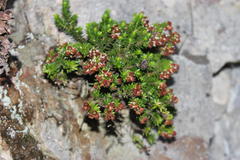 Erica depressa