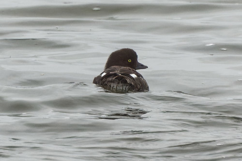 Porrón islándico (Bucephala islandica)