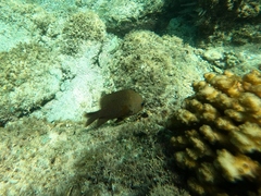 Stegastes rectifraenum