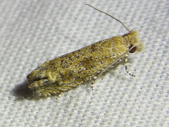 Pelochrista comatulana