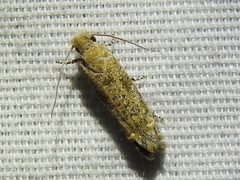 Pelochrista comatulana