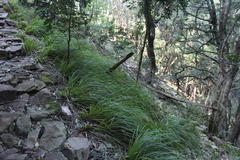 Carex lancea