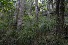 Carex lancea