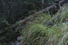 Carex lancea