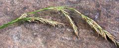 Carex lancea