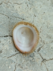 Pilosabia trigona
