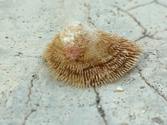 Pilosabia trigona