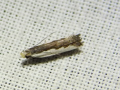 Dichomeris serrativittella