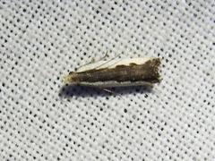 Dichomeris serrativittella