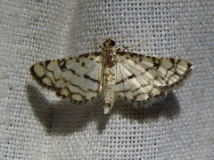 Hileithia rehamalis