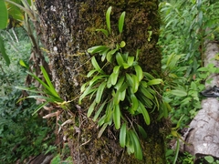 Stelis greenwoodii
