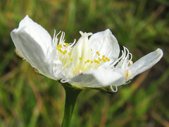 Parnassia cirrata intermedia