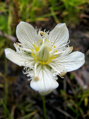 Parnassia cirrata intermedia