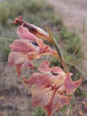 Gladiolus maculatus