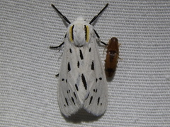 Ectypia bivittata