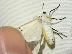 Ectypia bivittata