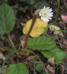 Gerbera cordata