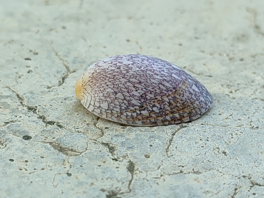 Patelle marbrée (nérite porcelaine) (Septaria porcellana)