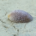 Marbled Limpet Nerite - Photo no rights reserved, uploaded by Manis Lin