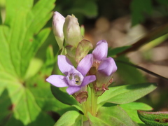 Gentianella auriculata