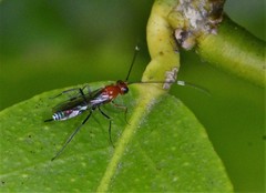 Oedemopsini