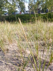 Ammophila champlainensis