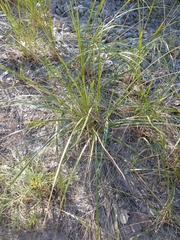 Ammophila champlainensis